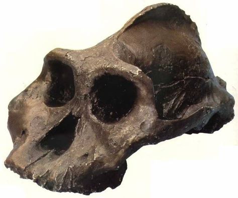 15 января, Москва: Палеоантропологические итоги 2017 года